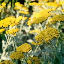 Image result for Achillea millefolium
