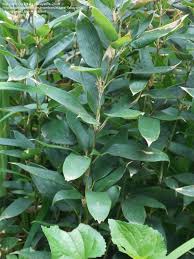 Image result for Shibataea kumasasa