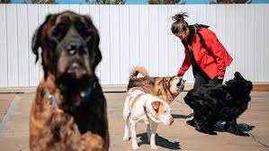 Northern michigan animal rescue network. Even Old Sick Dogs Find Love At Michigan S Only Animal Hospice