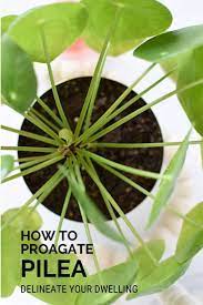How To Propagate Pilea Chinese Money Plant Plants Tall Indoor Plants