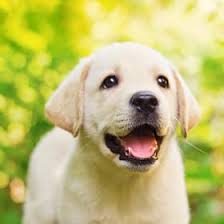 We are located in scenic east central minnesota on a 57 rolling acre hobby farm where our dogs have plenty of room to romp and play. Labrador Retriever Puppies For Sale Puppyspot