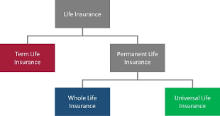 There are two primary categories of life insurance: Different Types Of Life Insurance Life Insurance Policy Types