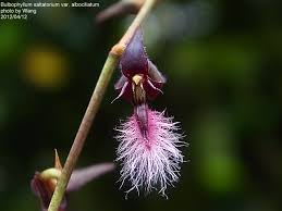 Image result for Bulbophyllum saltatorium