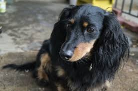 Their lineage can be traced back over 600 years and they have been a national symbol of germany for a long time. Types Of Dachshunds Smooth Long Wired Haired More