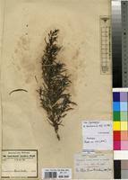 Image result for Anticharis senegalensis