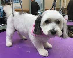 10 Best Havanese Haircuts For Your Puppy Page 2 The Paws Havanese Haircuts Dog Haircuts Havanese