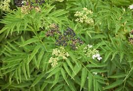 Check spelling or type a new query. 14 Best Elderberry Bush Varieties To Grow In Your Landscape