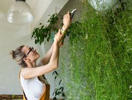 Image result for Asparagus setaceus