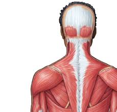The muscular system's main function is to allow movement. Https Www Pearsonhighered Com Assets Samplechapter 0 1 3 4 013439495x Pdf