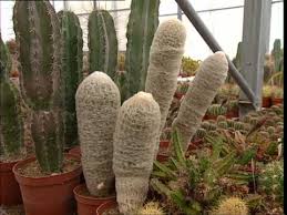 Cette forme est adoptée notamment en anglais. C Est Pas Sorcier Cactus Un Sujet Epineux Youtube