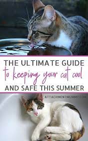 How To Help Your Cat Keep Cool In The Summer Heat Cat Summer Cat Care Cat Advice