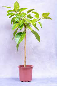 Ficus Altissima Arvoreta Pote 24 Ficus Altissima Mercado Verde