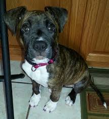 Athena Rare Dog Breeds Unique Dog Breeds Hybrid Dogs