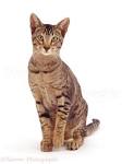 Oriental Shorthair - Wikipedia