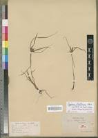 Image result for Cyperus zollingeri