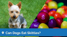 How many Skittles can a dog eat?