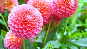 Proponi una nuova soluzione fiori con le foglie a spada. Piante Da Giardino Le Piu Belle In Luglio Gruppo Vege Gruppo Vege