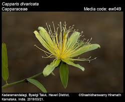 Image result for Capparaceae