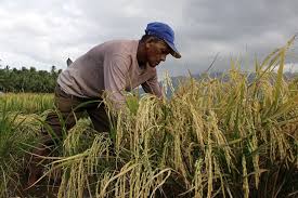 Edward dan sharkansky (dalam islamy, 1998). Narasi Krisis Proyek Food Estate Dan Respon Pangan Di Era Pandemi Mongabay Co Id Mongabay Co Id
