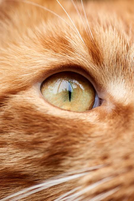 Hints for Determining A Cat's Color - The Cat Fanciers' Association