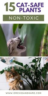 These brilliant flowers can be highly toxic both to dogs and cats. 15 Low Maintenance Plants That Are Safe For Cats 2021 Cat Safe Plants Cat Friendly Plants Dog Safe Plants