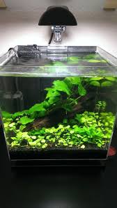 3 Gallon Bedside Shrimp Tank Shrimp Tank Aquarium Fish Tank Fish Tank Design