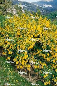 Image result for Acacia decurrens