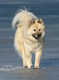 To the us eurasier club's work. Eurasier Online