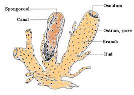 Select a suitable site for venipuncture. Biology Phylum Porifera Askiitians
