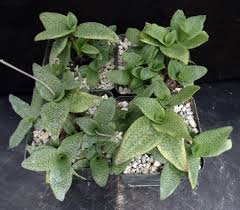 Image result for Ledebouria Unidentified sp. no1.