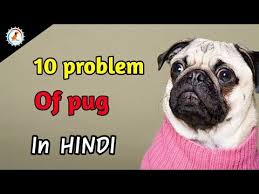 Pug Dog Diet Plan Pug Dog Diet Chart In Hindi Pug Dog