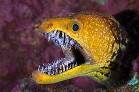 As if one set of teeth isn't enough, moray eels have a second set of jaws nestled in the back of their throats. Last Grasp Biographic