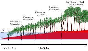 It forms a crescent strip covering an area of more than 40,000 hectares, the matang mangrove forest reserve is one of the best managed tract of mangrove forest in the world. Typical Mangrove Forest Zonation In Peninsular Malaysia 15 Download Scientific Diagram
