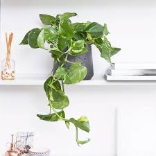 Devils Ivy Golden Pothos Indoor Plants In London Plant Decor Indoor Ivy Plant Indoor Best Indoor Plants