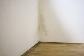 Maybe you would like to learn more about one of these? Mildew Vs Mold What S The Difference Mymove