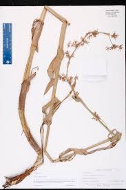 Image result for Fuirena abnormalis