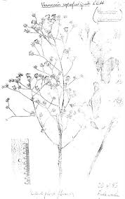 Image result for Vernonia suprafastigiata