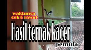 Beda cerita lagi jika ciblek tersebut masih anakan akan cukup susah dalam membedakannya. Cara Membedakan Ciblek Jantan Betina Youtube