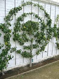 More images for espalier dwarf fruit trees » Espalier Pear Tree Circular Pear Tree Espalier At Museum Garden Espalier Dwarf Fruit Trees Canillas Community Garden