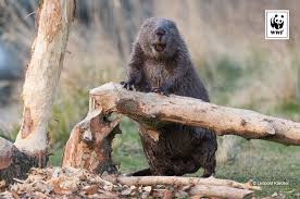 Wwf Suomi Wwfsuomi Twitter Wwf Animals Nature