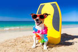 Surfer Dog Dog At The Beach With A Surfboard Wearing Sunglasses And Flower Chai Spon Beach Surfboard Dog Surfer Dog Ad Dog Beach Cute Dogs Pets