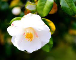 White Camellias Pretty Flowers Flowers White Camellia