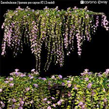 Image result for Ipomoea pes-caprae