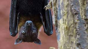 Some people use bat boxes with varying levels of success. The Other Virus That Worries Asia Bbc Future