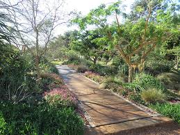 Image result for Indigofera soutpansbergensis