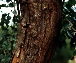 Image result for Dalbergia melanoxylon