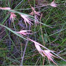 Image result for Themeda triandra