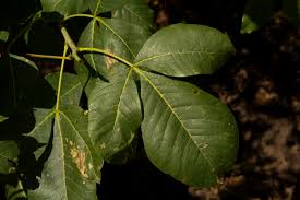 Image result for Searsia longipes