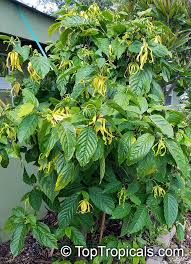 Image result for Cananga