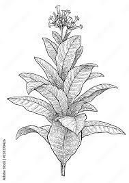 Tobacco Plant Illustration, Drawing, Engraving, Ink, Line Art, Vector Stock  Vector | Adobe Stock